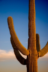 Post image for Desperate or Determined? Why One Will Kill Your Biz and the Other Will Catapult It